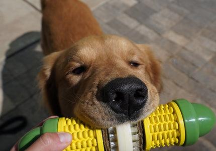 PetSafe Busy Buddy Cravin' Corncob Chew Toy – Durable Corn Design, Small/Medium Size