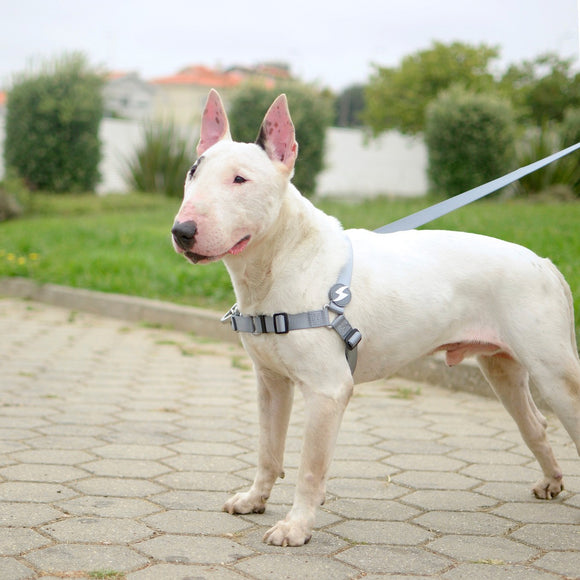 Dashi Solid Front Harness Grey – Norwegian No-Pull Dog Harness, Adjustable, Large Size