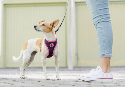 Dashi Unicorn Neo Mesh Harness – Double-Sided Neoprene, Pressure-Free Design, Unicorn Pattern, Small Size