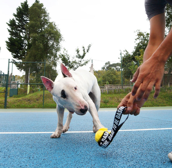 Dashi Yellow TPR Tug Ball 8cm – Solid Durable Play Toy with Tape Handle