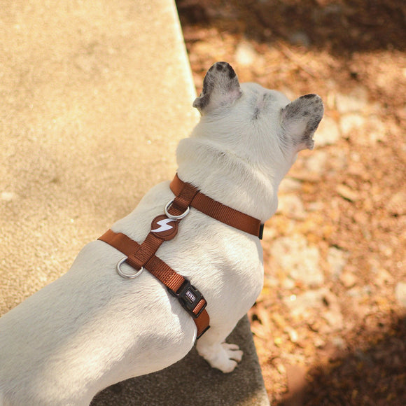 Dashi Solid Back Harness Brown – Adjustable Guard Dog Harness, Comfortable Fit, XS Size