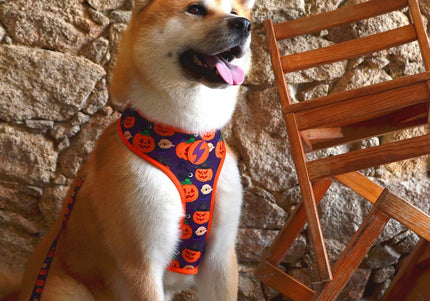 Dashi Pumpkin Neo Mesh Harness – Pressure-Free Double-Sided Mesh, Halloween Pumpkin Pattern, XL