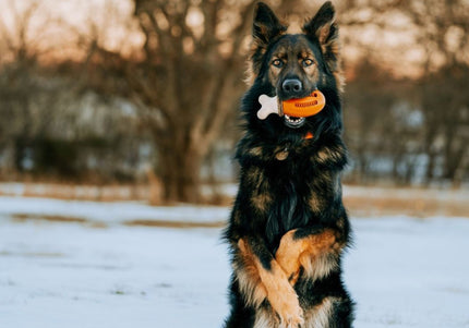 PetSafe Busy Buddy Chompin' Chicken Dog Chew Toy – Chicken Leg Shape, Small/Medium, Durable Design
