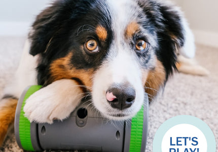 PetSafe Kibble Chase Roaming Treat Dispenser – Interactive Rolling Treat Toy, Engaging Play Design