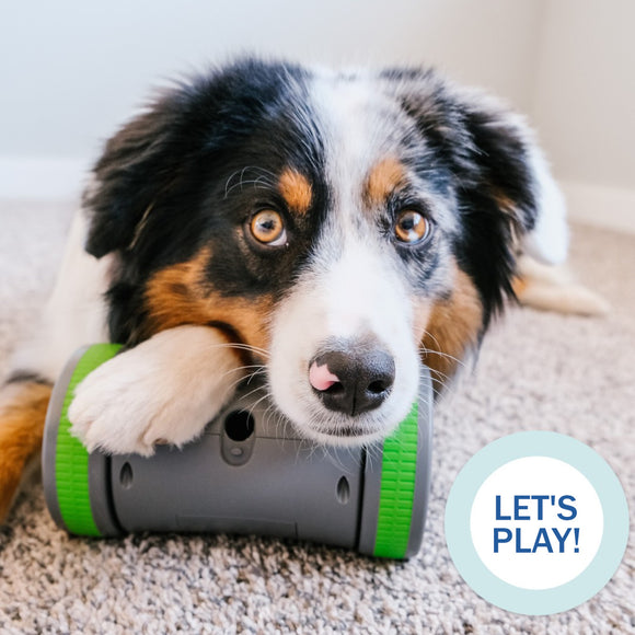 PetSafe Kibble Chase Roaming Treat Dispenser – Interactive Rolling Treat Toy, Engaging Play Design