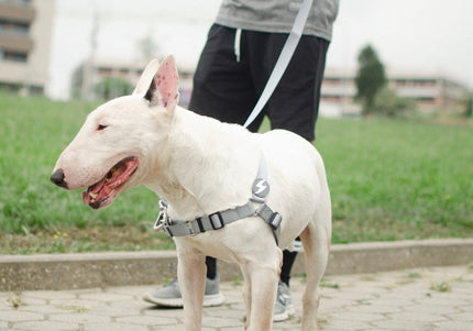 Dashi Solid Front Harness Grey – Norwegian No-Pull Dog Harness, Adjustable, Large Size