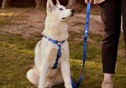 Dashi Solid Back Harness Blue – Adjustable Guard Dog Harness, Large Size, Durable Design