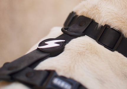 Dashi Colorflex Back Harness Black – Adjustable Waterproof Guard Harness, Large Size, Durable Design