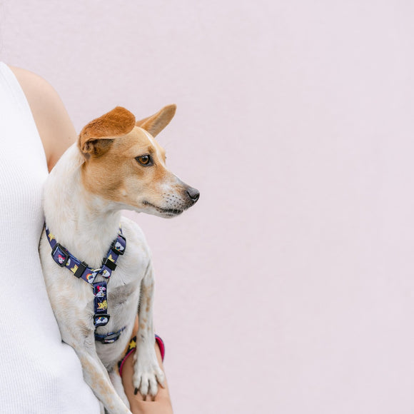 Dashi Unicorn Back Harness – Adjustable Large Dog Harness with Colorful Unicorn Pattern