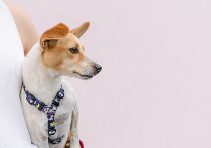 Dashi Unicorn Back Harness – Adjustable Large Dog Harness with Colorful Unicorn Pattern