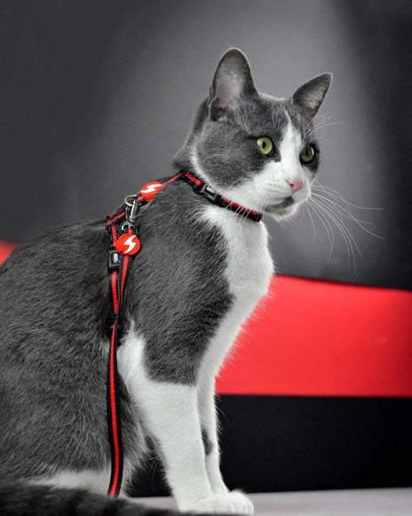 Dashi Stripes Red & Black Cat Harness and Leash Set – Adjustable, Comfortable Design