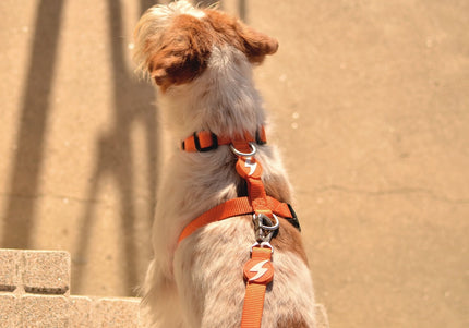 Dashi Solid Back Harness Orange – Adjustable Guard Dog Harness, Lightweight and Secure Fit, XS Size