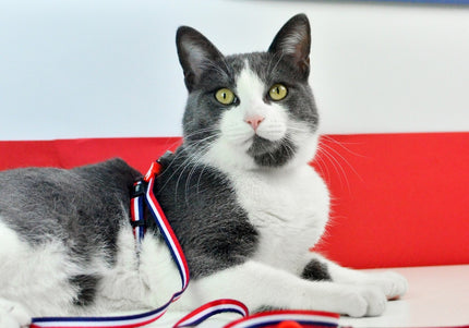 Dashi Stripes Cat Harness and Leash Set – Red and Blue, Comfortable Adjustable Design