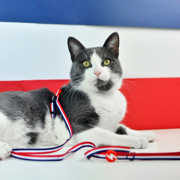 Dashi Stripes Cat Harness and Leash Set – Red and Blue, Comfortable Adjustable Design