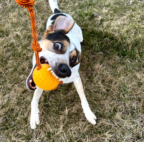 Kiwi Walker Let's Play Egg Orange – Durable Fetch Toy with Rope, Vibrant Orange Design