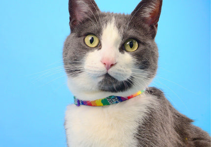 Dashi Betty You Cat Collar – Multicolor Betty Boop Pattern, Adjustable and Durable Design