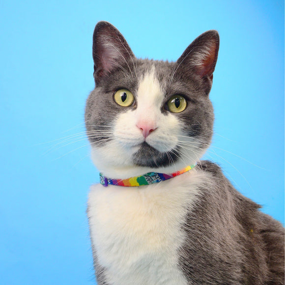 Dashi Betty You Cat Collar – Multicolor Betty Boop Pattern, Adjustable and Durable Design