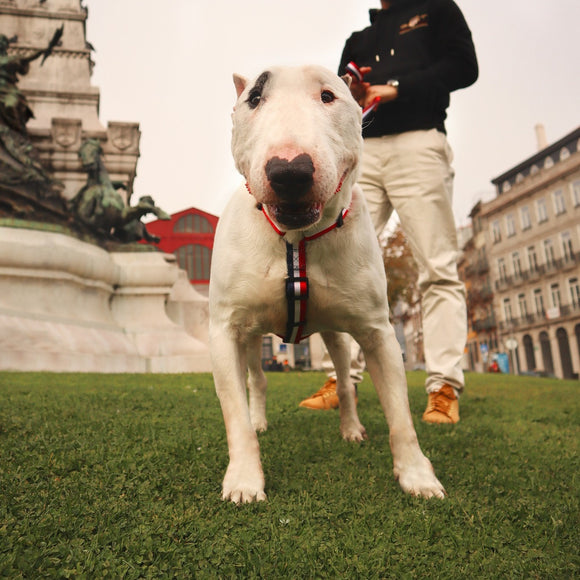 Dashi Stripes Red & Blue Back Harness – Adjustable Guard Harness with Red and Blue Stripes, XS Size
