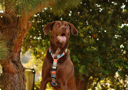 Dashi Terracotta Back Harness – Adjustable Guard Dog Harness, Colorful Mosaic Pattern, Large Size