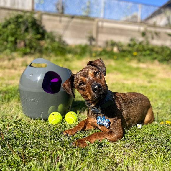 PetSafe Automatic Ball Launcher – Motion Sensor, Interactive Play Device for Pets