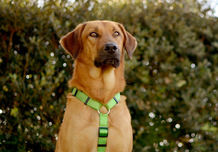Dashi Solid Back Harness Green – Adjustable Guard Dog Harness, Medium Size, Durable Design