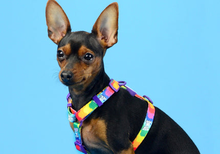 Dashi Betty You Back Harness – Adjustable Guard Dog Harness with Betty Boop Pattern, Large Size