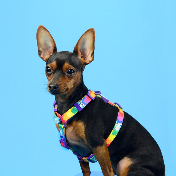 Dashi Betty You Back Harness – Adjustable Guard Dog Harness with Betty Boop Pattern, Large Size