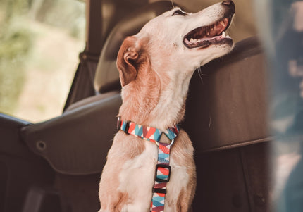 Dashi Mojo Back Harness – Adjustable Guard Harness with Colorful Wave Pattern, XS Size