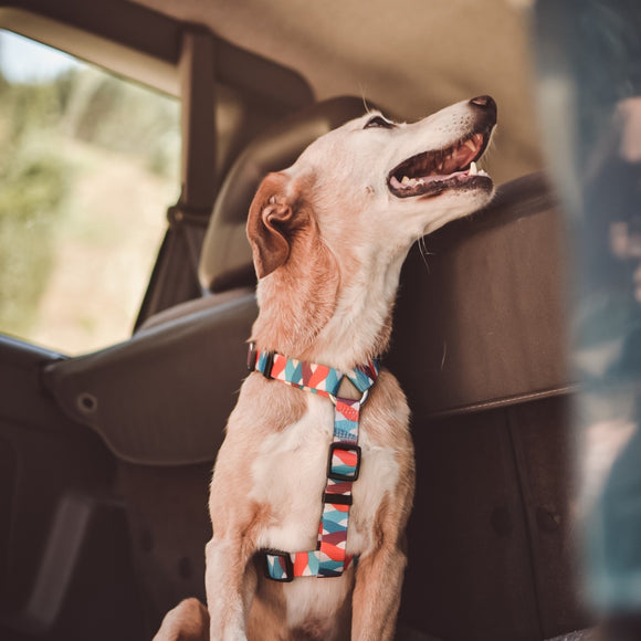 Dashi Mojo Back Harness – Adjustable Guard Harness with Colorful Wave Pattern, XS Size