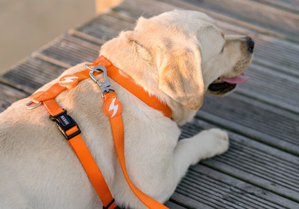 Dashi Solid Back Harness Orange – Adjustable Guard Dog Harness, Lightweight and Secure Fit, XS Size