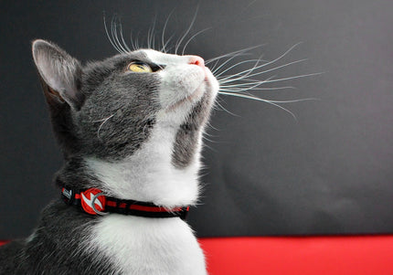 Dashi Stripes Red & Black Cat Collar – Adjustable Nylon Design with Secure Buckle