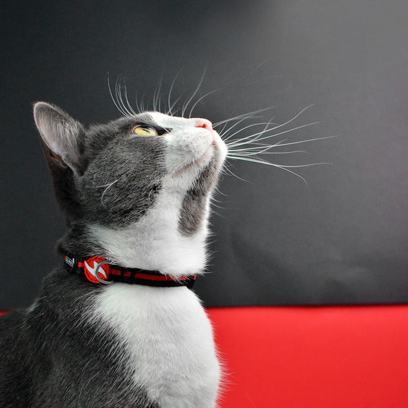 Dashi Stripes Red & Black Cat Collar – Adjustable Nylon Design with Secure Buckle