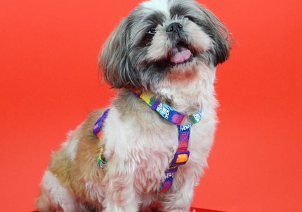 Dashi Betty You Back Harness – Adjustable Guard Dog Harness with Betty Boop Pattern, Large Size