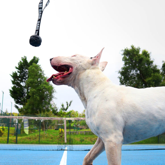 Dashi Black Rubber Ball 7cm – Durable Tug Toy with Reinforced Tape Handle