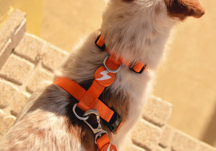 Dashi Solid Back Harness Orange – Adjustable Guard Dog Harness, Lightweight and Secure Fit, XS Size
