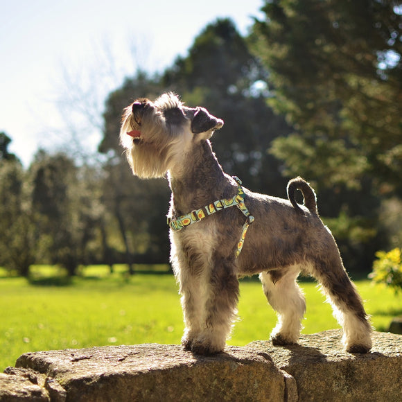 Dashi Avocado Front Harness – Norwegian No-Pull Dog Harness, Avocado Pattern, Medium Size