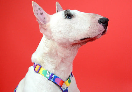 Dashi Betty You Back Harness – Adjustable Guard Dog Harness with Betty Boop Pattern, Large Size