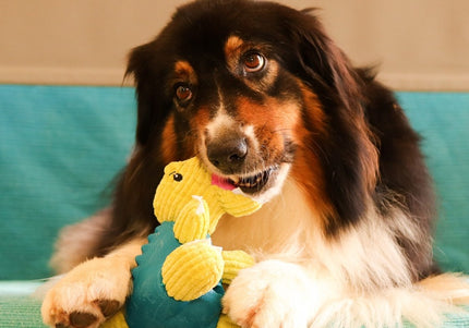 Dashi Rexi Dino Toy – Green Dinosaur-Shaped Treat Slot Toy, Durable Chew Design