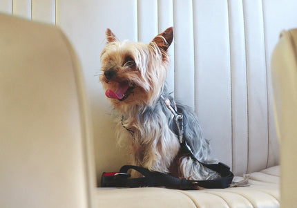 Dashi Solid Black Seat Belt – Adjustable Car Leash with Secure Clip, Durable Nylon Design