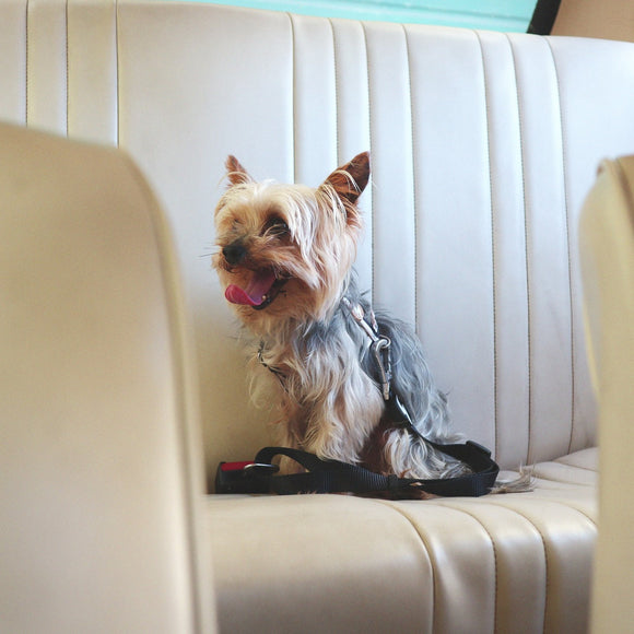 Dashi Solid Black Seat Belt – Adjustable Car Leash with Secure Clip, Durable Nylon Design