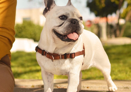 Dashi Solid Front Harness Brown – Norwegian Style No-Pull Dog Harness, Large, Durable Design