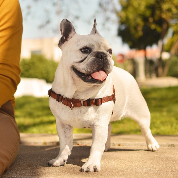 Dashi Solid Front Harness Brown – Norwegian Style No-Pull Dog Harness, Large, Durable Design