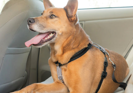 PetSafe 3in1 Harness and Car Restraint – Adjustable Medium Size, Secure Multi-Use Design