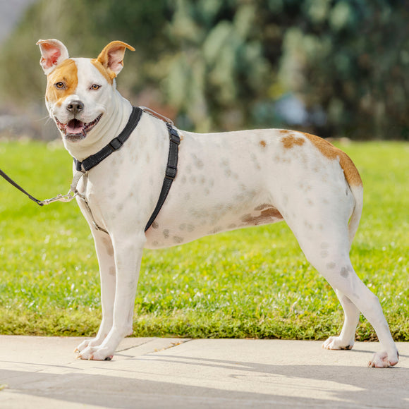 PetSafe 3in1 Harness and Car Restraint – Adjustable Medium Size, Secure Multi-Use Design
