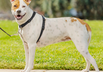 PetSafe 3in1 Harness and Car Restraint – Adjustable Medium Size, Secure Multi-Use Design