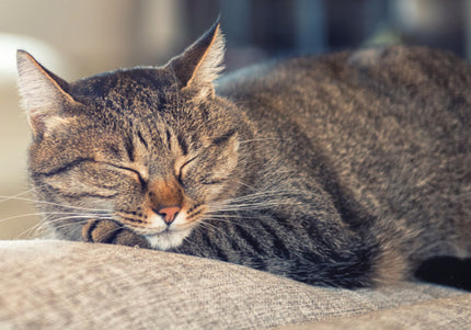 Relaxopet Animal Relaxation Trainer Pro – Calming Sound Device with Adjustable Settings for Cats