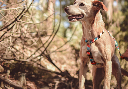 Dashi Mojo Back Harness – Adjustable Guard Harness with Colorful Wave Pattern, XS Size