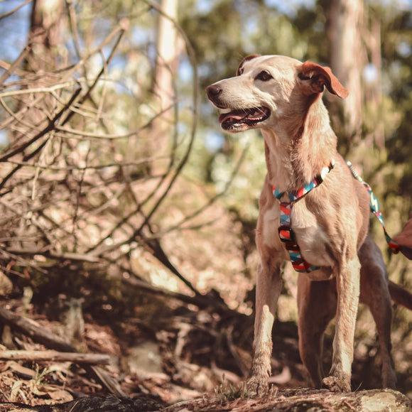 Dashi Mojo Back Harness – Adjustable Guard Harness with Colorful Wave Pattern, XS Size