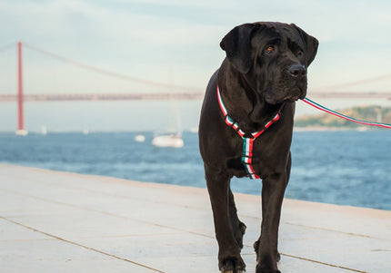 Dashi Stripes Green & Red Back Harness – Adjustable Guard Dog Harness, XS, Stylish Durable Design