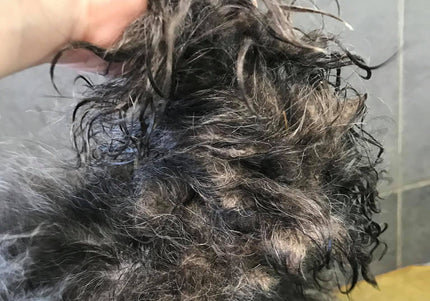 Show Tech+ Quick Fix Spray 500ml – Detangling and Conditioning Formula, Prevents Dirt Build-Up